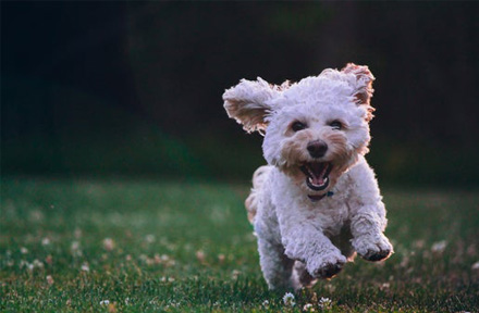The 10 Weakest Dog Breeds in The World
